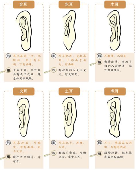 耳骨突出 面相|十六种耳朵面相图文分析三六风水网